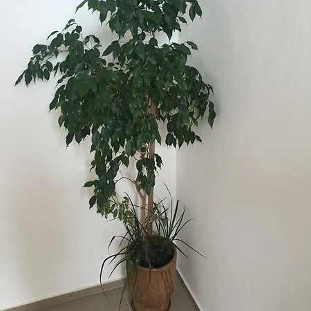 Casa de hóspedes Complex Laguna-kantardzhiev Primorsko